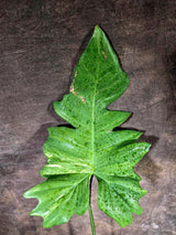 Variegated Philodendron Florida Beauty x Mayoi - (July-31-48)