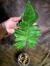 Variegated Philodendron Florida Beauty x Mayoi - (July-31-48)