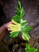 Variegated Philodendron Florida Beauty x Mayoi - (July-31-49)