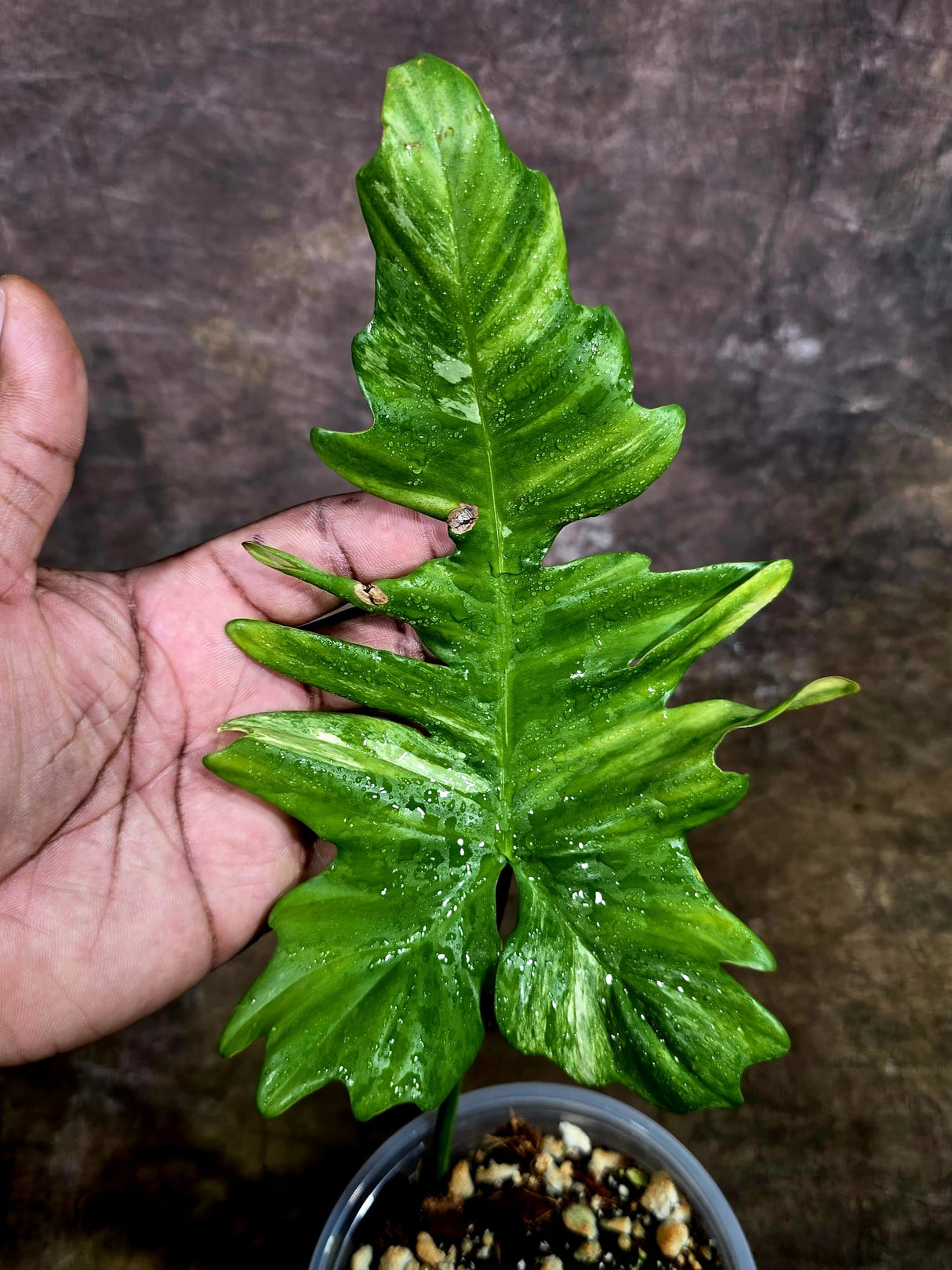 Variegated Philodendron Florida Beauty x Mayoi - (July-31-49)