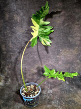 Variegated Philodendron Florida Beauty x Mayoi - (July-31-49)