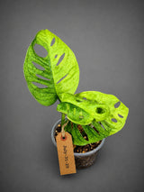 Monstera Adansonii Aurea Variegated - Exact Plant - (July-31-25)