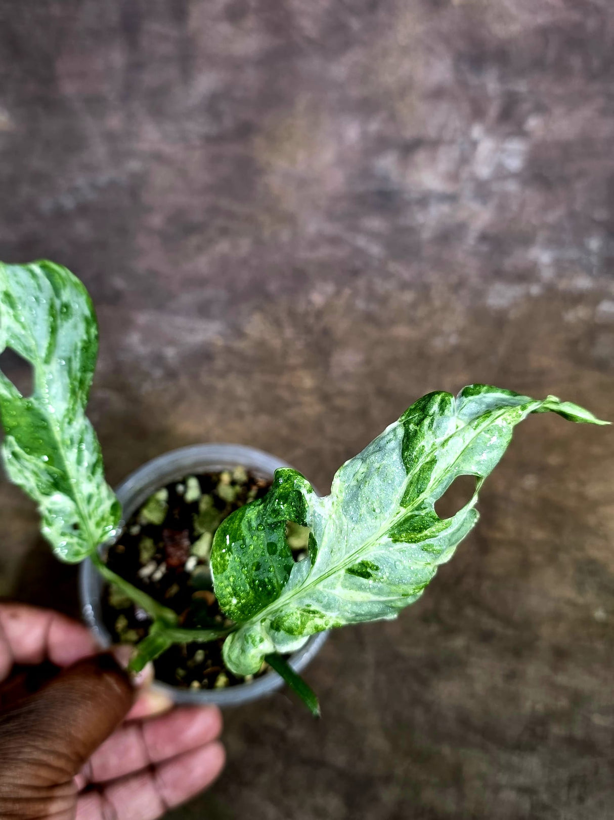 Monstera Adansonii Mottled - Rare Variegated Swiss Cheese Plant - (Aug-4-64)