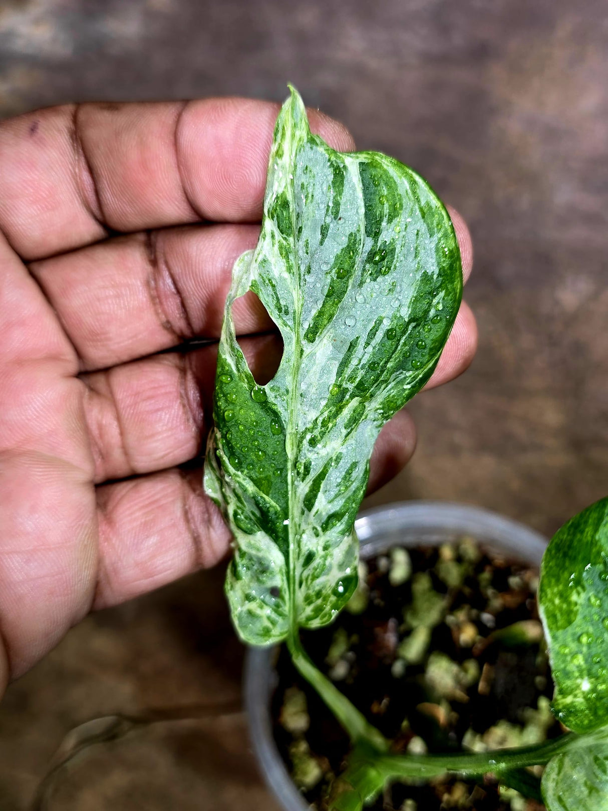Monstera Adansonii Mottled - Rare Variegated Swiss Cheese Plant - (Aug-4-64)