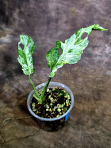 Monstera Adansonii Mottled - Rare Variegated Swiss Cheese Plant - (Aug-4-64)
