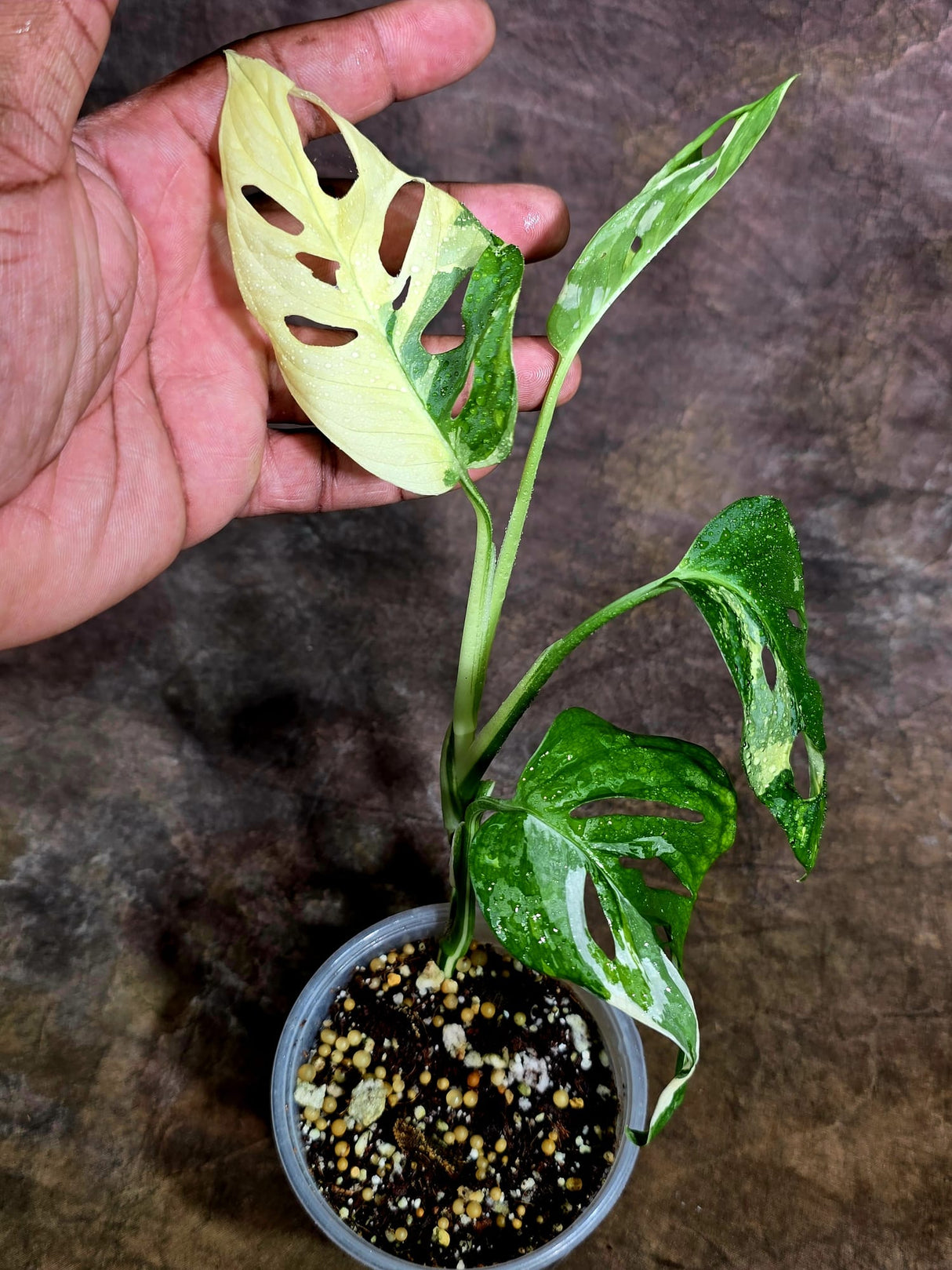 Variegated Monstera Adansonii Albo Live Plant -(Aug-4-66)