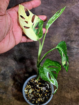 Variegated Monstera Adansonii Albo Live Plant -(Aug-4-66)
