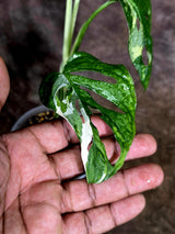 Variegated Monstera Adansonii Albo Live Plant -(Aug-4-66)