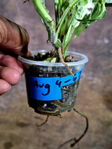 Monstera Adansonii Mottled - Rare Variegated Swiss Cheese Plant - (Aug-4-67)