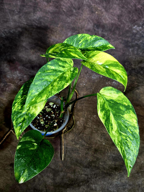 Rare Variegated Golden Flame Epipremnum Pinnatum - (Aug-4-68)