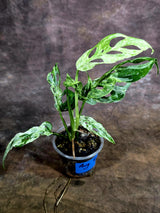 Monstera Adansonii Mottled - Rare Variegated Swiss Cheese Plant - (Aug-4-65)