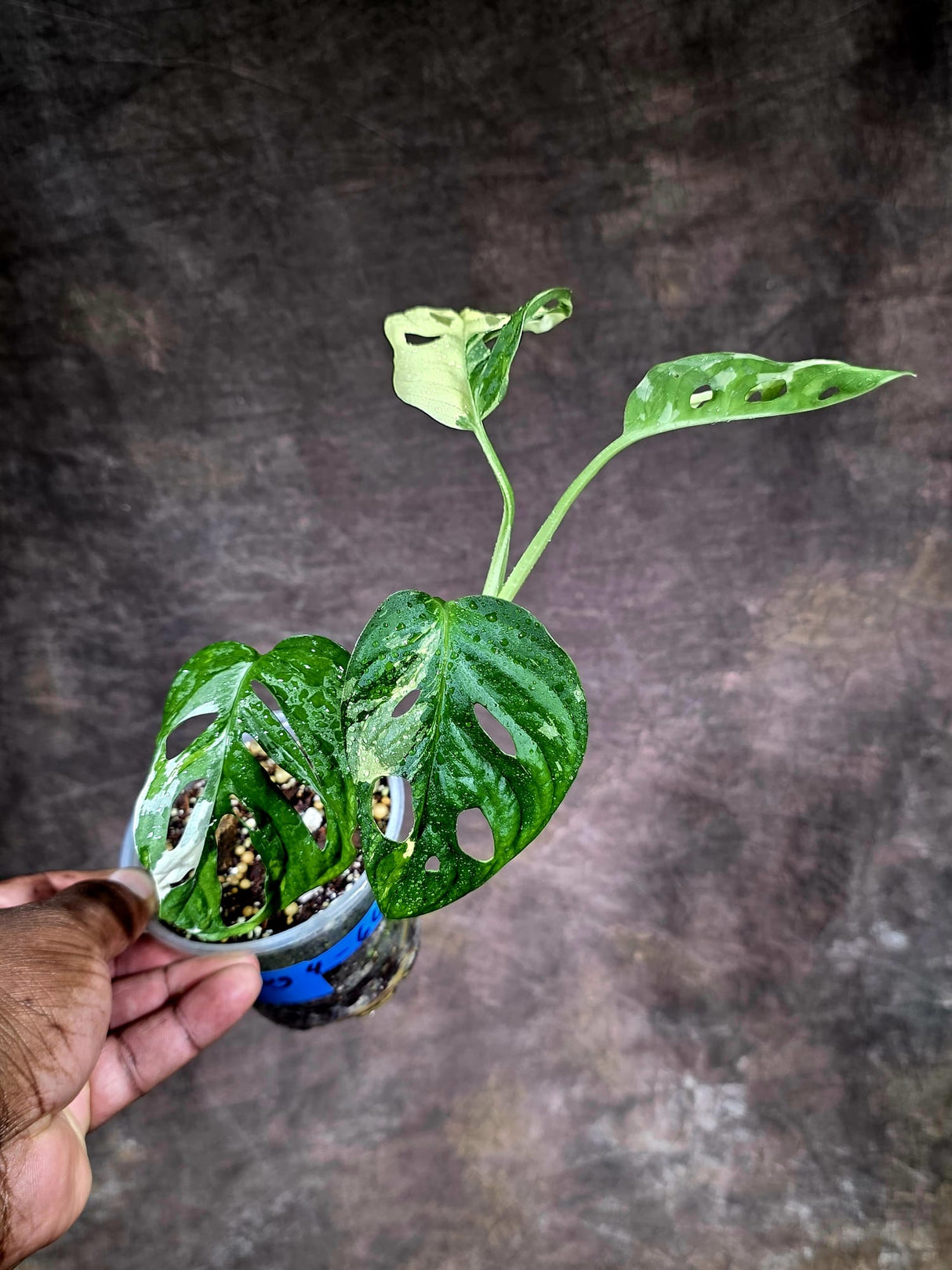 Variegated Monstera Adansonii Albo Live Plant -(Aug-4-66)