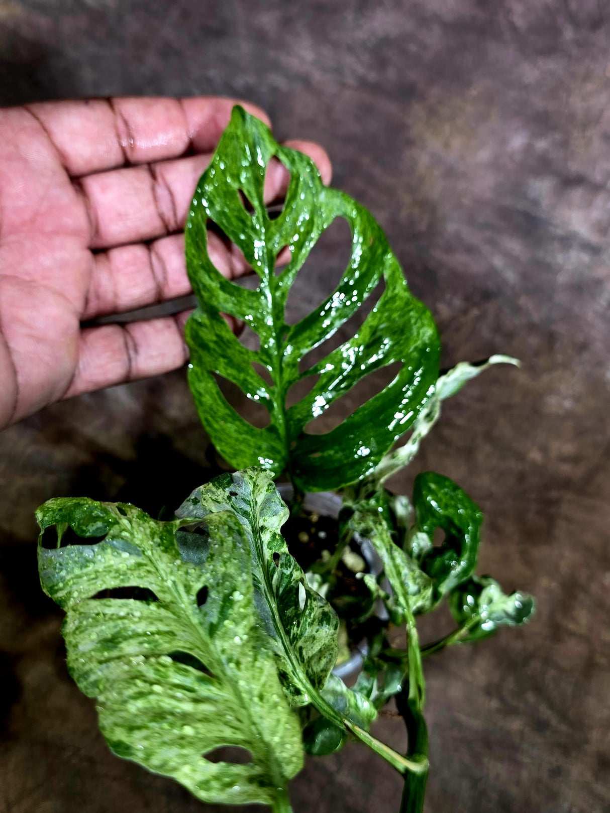 Monstera Adansonii Mottled - Rare Variegated Swiss Cheese Plant - (Aug-4-67)