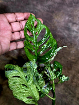 Monstera Adansonii Mottled - Rare Variegated Swiss Cheese Plant - (Aug-4-67)