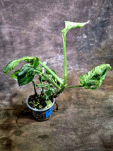Monstera Adansonii Mottled - Rare Variegated Swiss Cheese Plant - (Aug-4-67)