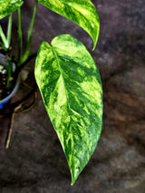 Rare Variegated Golden Flame Epipremnum Pinnatum - (Aug-4-68)