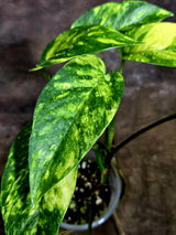Rare Variegated Golden Flame Epipremnum Pinnatum - (Aug-4-68)