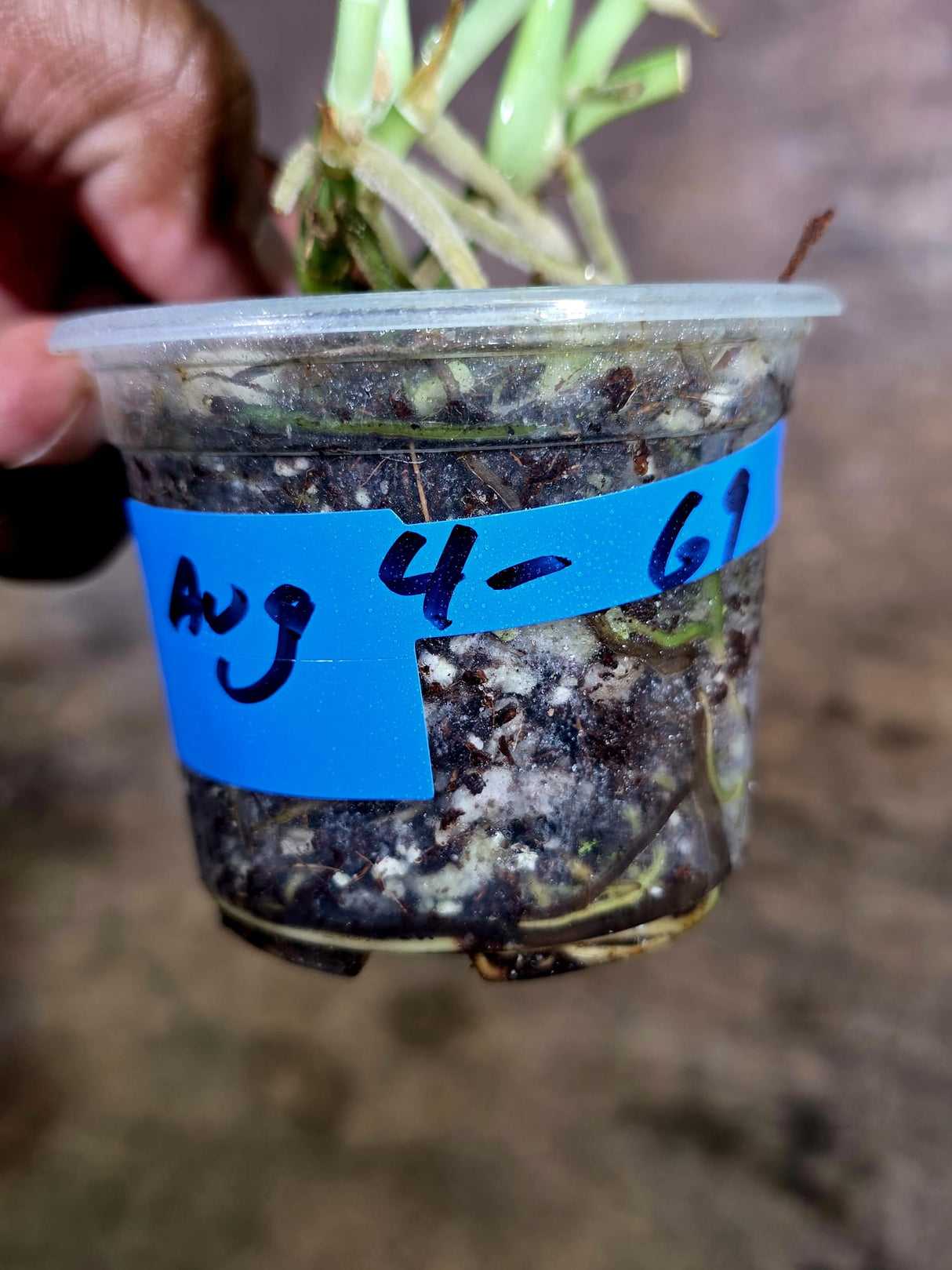 Scindapsus Jade Satin Variegated - Yellow Variegation - (Aug-4-69)