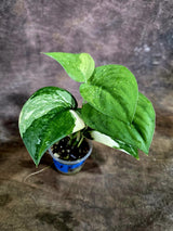 Scindapsus Jade Satin Variegated - Yellow Variegation - (Aug-4-70)