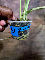 Scindapsus Jade Satin Variegated - Yellow Variegation - (Aug-4-70)