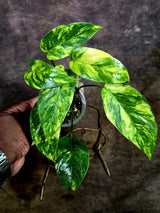 Rare Variegated Golden Flame Epipremnum Pinnatum - (Aug-4-68)