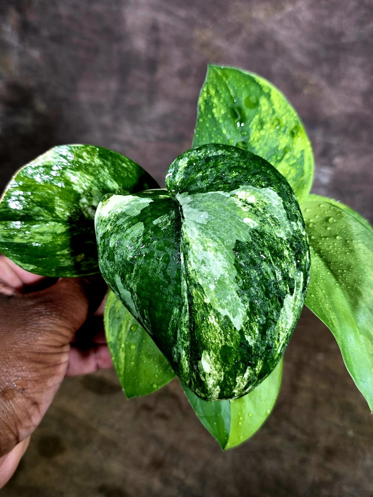 Scindapsus Jade Satin Variegated - Yellow Variegation - (Aug-4-69)