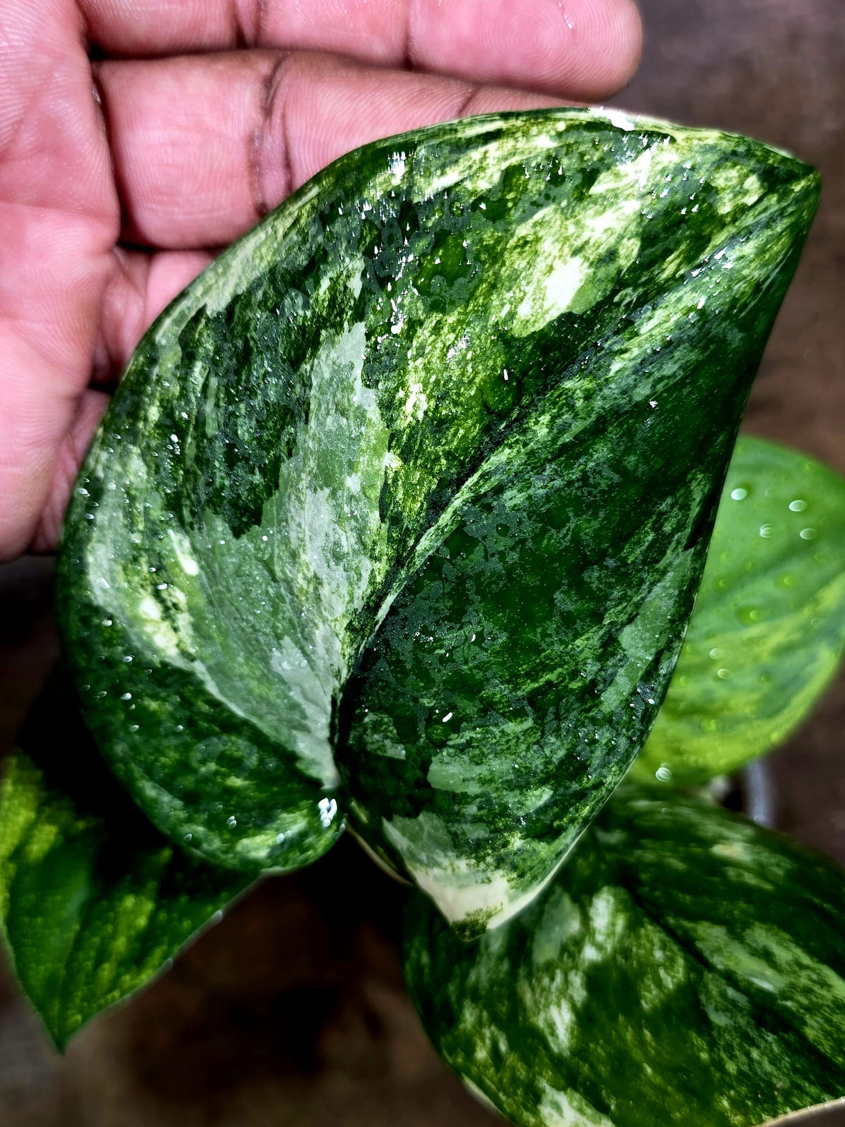 Scindapsus Jade Satin Variegated - Yellow Variegation - (Aug-4-69)
