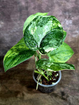 Scindapsus Jade Satin Variegated - Yellow Variegation - (Aug-4-69)