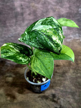 Scindapsus Jade Satin Variegated - Yellow Variegation - (Aug-4-69)