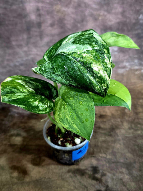 Scindapsus Jade Satin Variegated - Yellow Variegation - (Aug-4-69)
