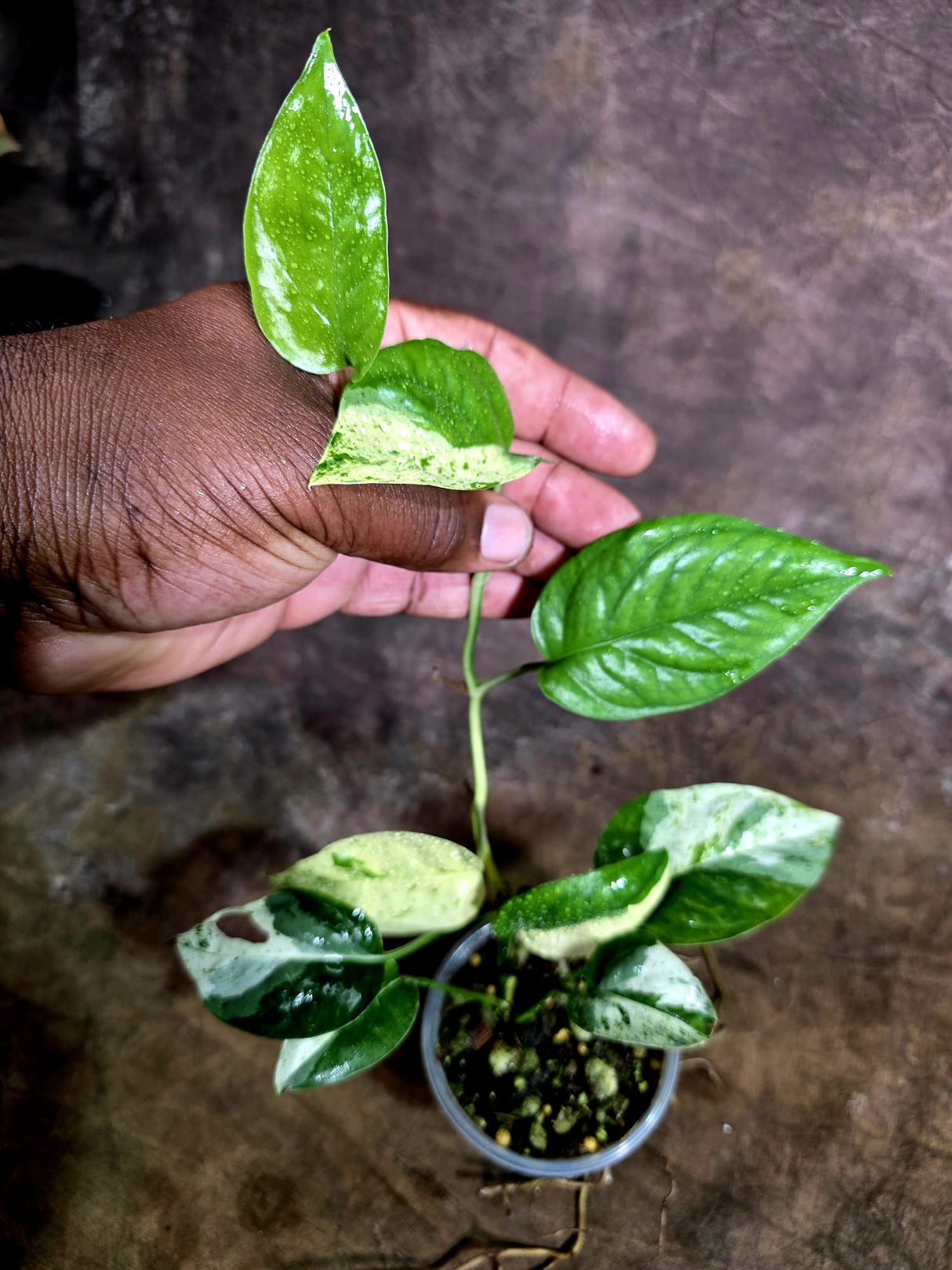 Epipremnum Pinnatum Albo Variegated - Climbing Aroid - (Aug-4-71)