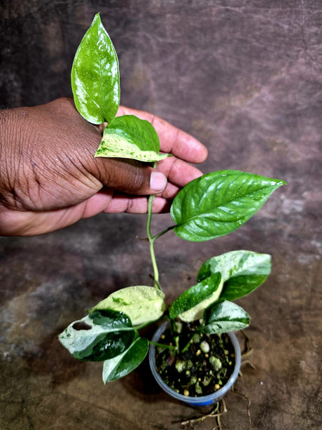 Epipremnum Pinnatum Albo Variegated - Climbing Aroid - (Aug-4-71)