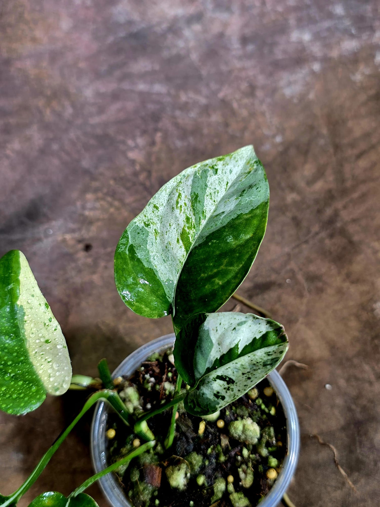 Epipremnum Pinnatum Albo Variegated - Climbing Aroid - (Aug-4-71)
