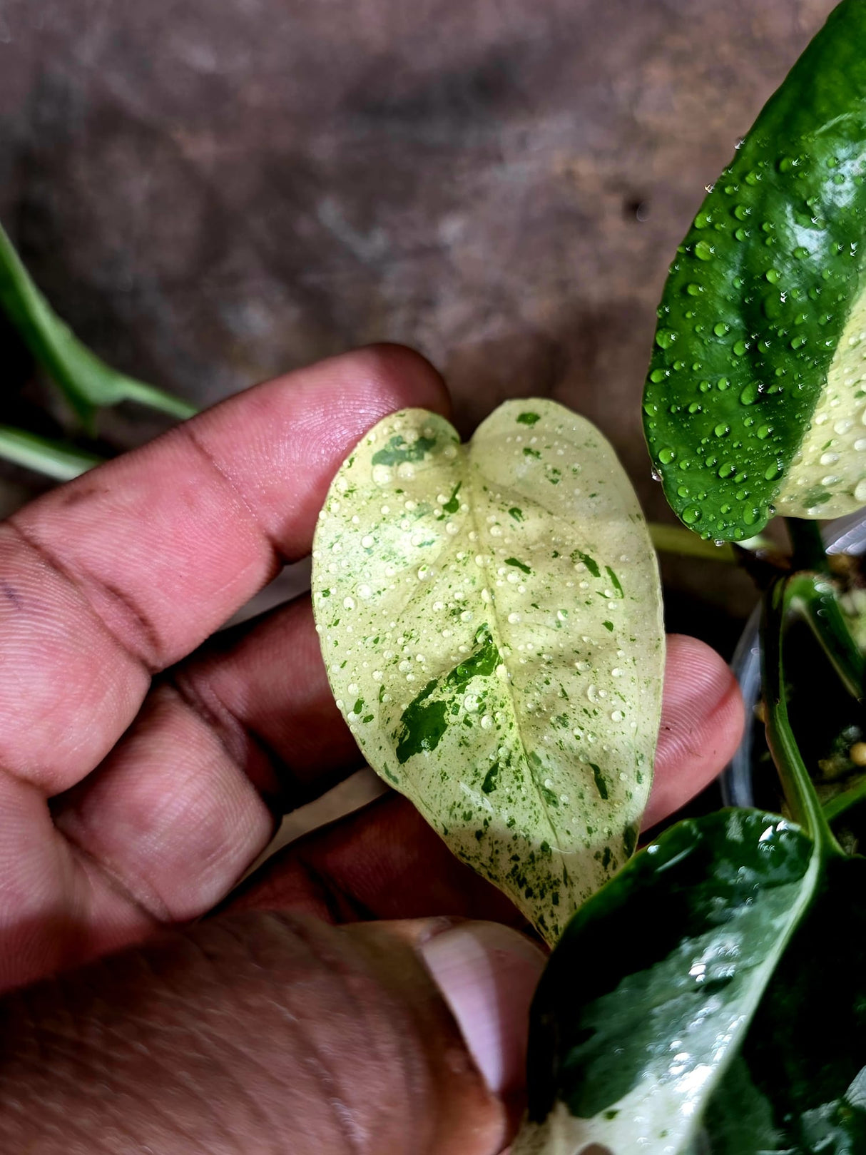 Epipremnum Pinnatum Albo Variegated - Climbing Aroid - (Aug-4-71)