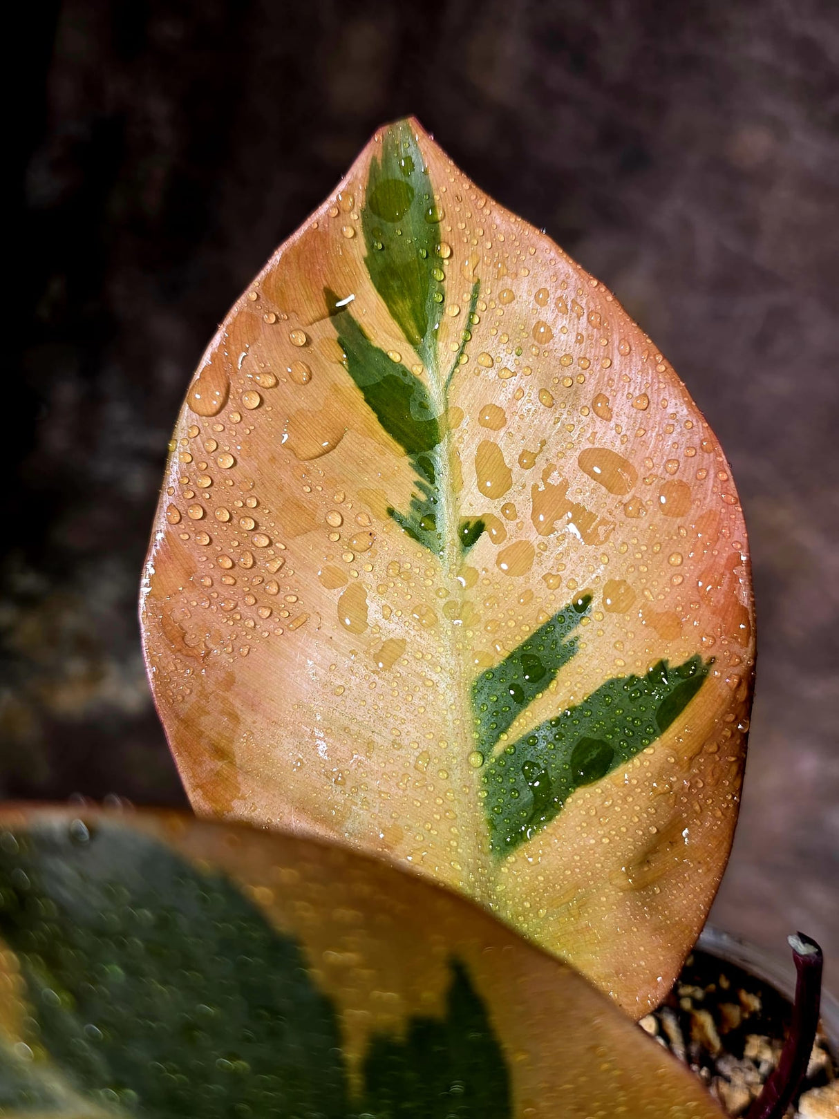 Variegated Black Cardinal Philodendron - Exact Plant - (Aug-4-72)