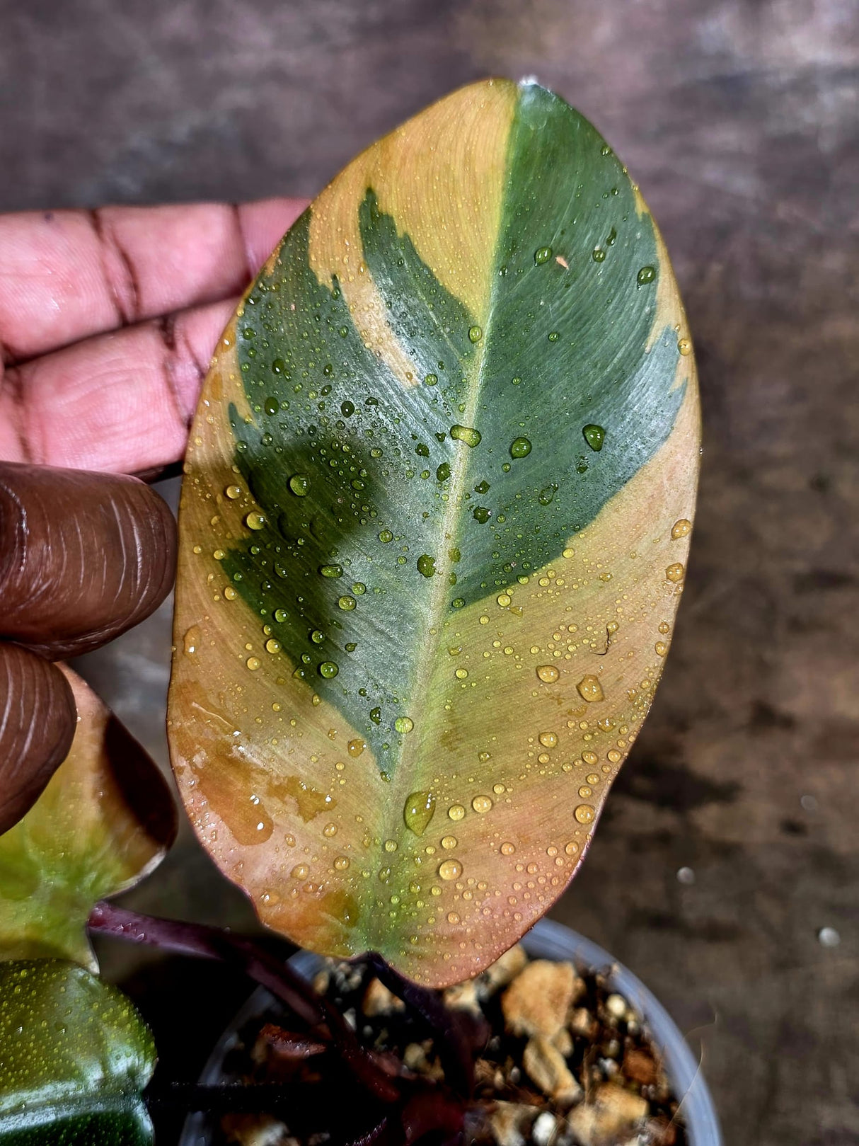 Variegated Black Cardinal Philodendron - Exact Plant - (Aug-4-72)