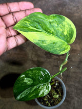 Scindapsus Jade Satin Variegated - Yellow Variegation - (Aug-4-73)