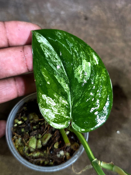 Scindapsus Jade Satin Variegated - Yellow Variegation - (Aug-4-73)