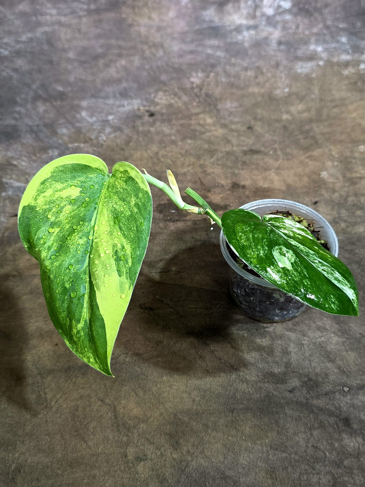 Scindapsus Jade Satin Variegated - Yellow Variegation - (Aug-4-73)