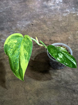 Scindapsus Jade Satin Variegated - Yellow Variegation - (Aug-4-73)