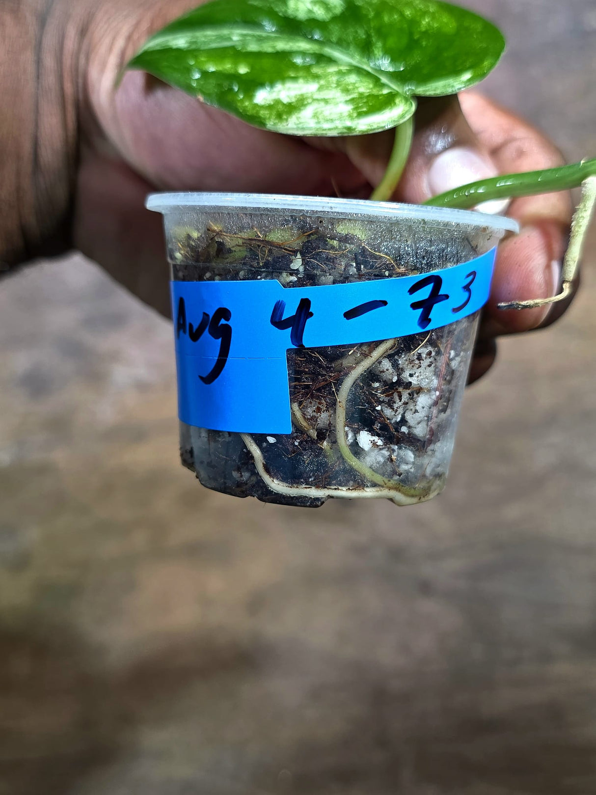 Scindapsus Jade Satin Variegated - Yellow Variegation - (Aug-4-73)