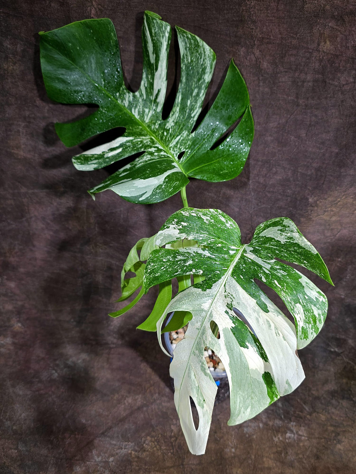 Variegated Monstera Albo - White Albo Borsigiana - Rare Collector Plant - (Aug-4-76)