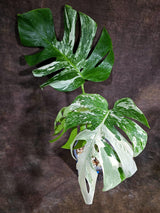 Variegated Monstera Albo - White Albo Borsigiana - Rare Collector Plant - (Aug-4-76)