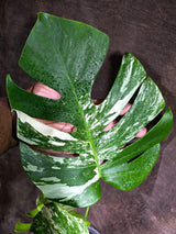 Variegated Monstera Albo - White Albo Borsigiana - Rare Collector Plant - (Aug-4-76)