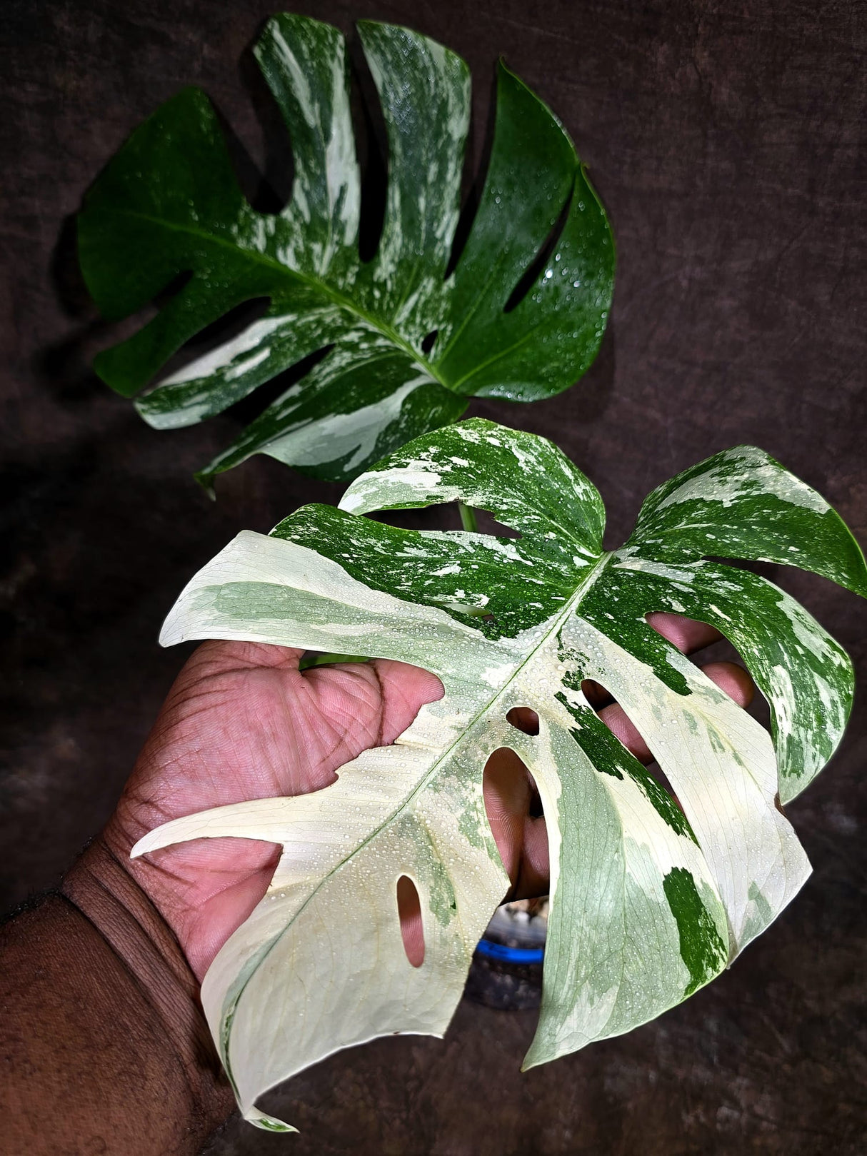 Variegated Monstera Albo - White Albo Borsigiana - Rare Collector Plant - (Aug-4-76)