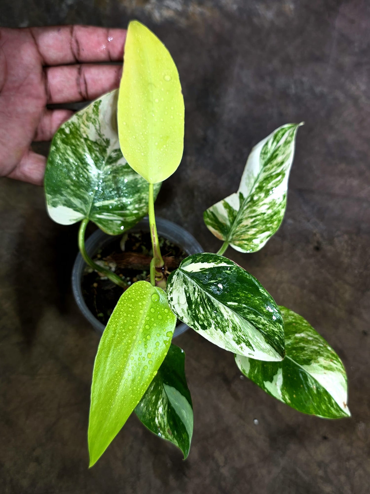 Variegated Philodendron White Princess Tricolor - Exact Plant - (Aug-4-74)