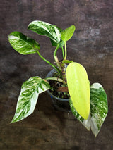 Variegated Philodendron White Princess Tricolor - Exact Plant - (Aug-4-74)