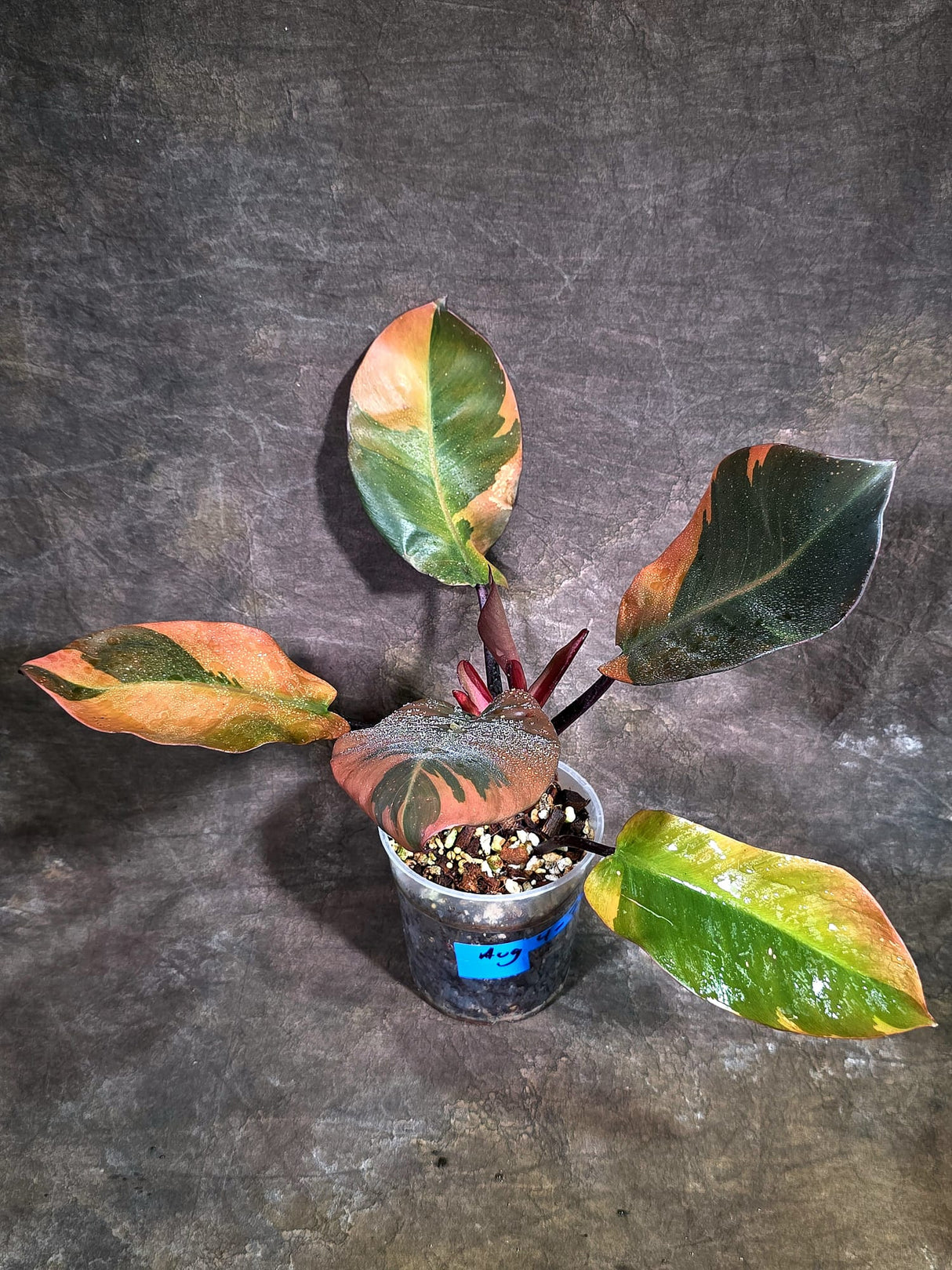 Variegated Black Cardinal Philodendron - Exact Plant - (Aug-4-75)