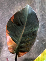 Variegated Black Cardinal Philodendron - Exact Plant - (Aug-4-75)