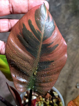 Variegated Black Cardinal Philodendron - Exact Plant - (Aug-4-75)